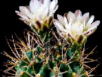 Gymnocalycium stuckertii? L439 + VC ex FA (also by 100) a confused species (seeds Muscoseminum) maybe the real one